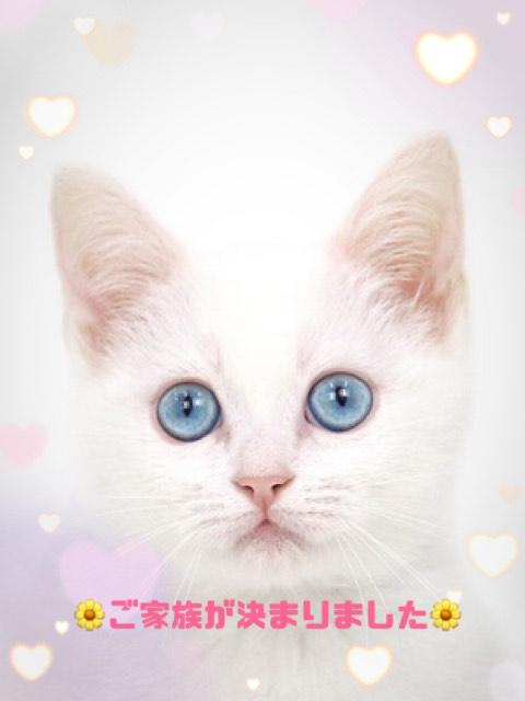 ご家族が決まった子猫 子猫専門のペットショップならペットモデルを迎えられる埼玉の Cat Style キャットスタイル