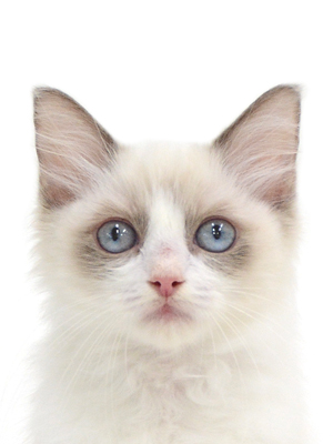子猫,ペットショップ,キャットスタイル,動物プロダクション,ペットモデル,ペットタレント,モデル猫,タレント猫,ラグドール