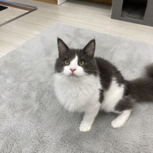 ペットショップ,子猫,ペットモデル,かわいい,ノルウェージャンフォレストキャット