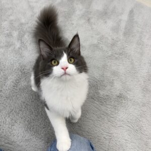 ペットショップ,子猫,ペットモデル,かわいい,ノルウェージャンフォレストキャット