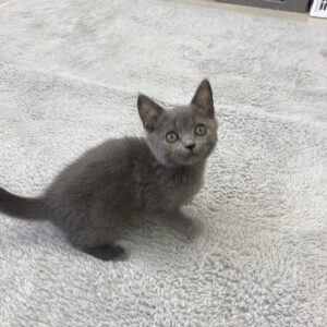 ペットショップ,子猫,ペットモデル,かわいい,ボンベイ