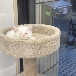 ペットショップ,子猫,ペットモデル,かわいい,エキゾチックショートヘア