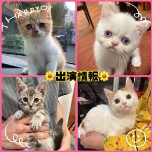 ペットショップ,子猫,ペットモデル,かわいい,エキゾチックショートヘア,スコティッシュフォールド,ミヌエット,マンチカン