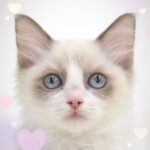 ペットショップ,子猫,ペットモデル,かわいい,ラグドール