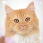 ペットショップ,子猫,ペットモデル,かわいい,マンチカン