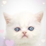 ペットショップ,子猫,ペットモデル,かわいい,エキゾチックショートヘア