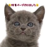 ペットショップ,子猫,ペットモデル,かわいい,ボンベイ,特集