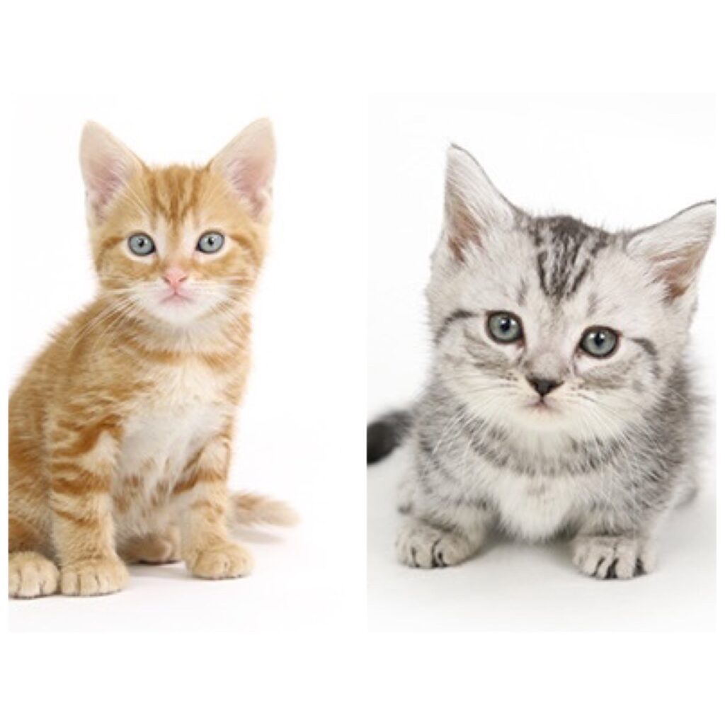 新入り子猫ちゃんのYoutube更新しました - 子猫専門のペットショップならペットモデルを迎えられる埼玉の Cat Style キャットスタイル