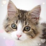 ペットショップ,子猫,ペットモデル,かわいい,ノルウェージャンフォレストキャット