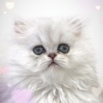 キャットスタイル,catstyle,ペットショップ,子猫,ペットモデル,かわいい,ペルシャ,