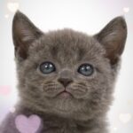 ペットショップ,子猫,ペットモデル,かわいい,ボンベイ