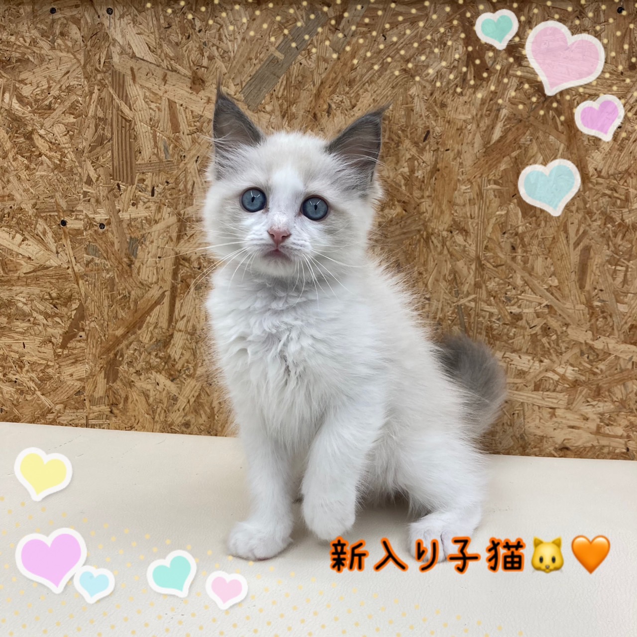 ペットショップ,子猫,ペットモデル,かわいい,ラグドール