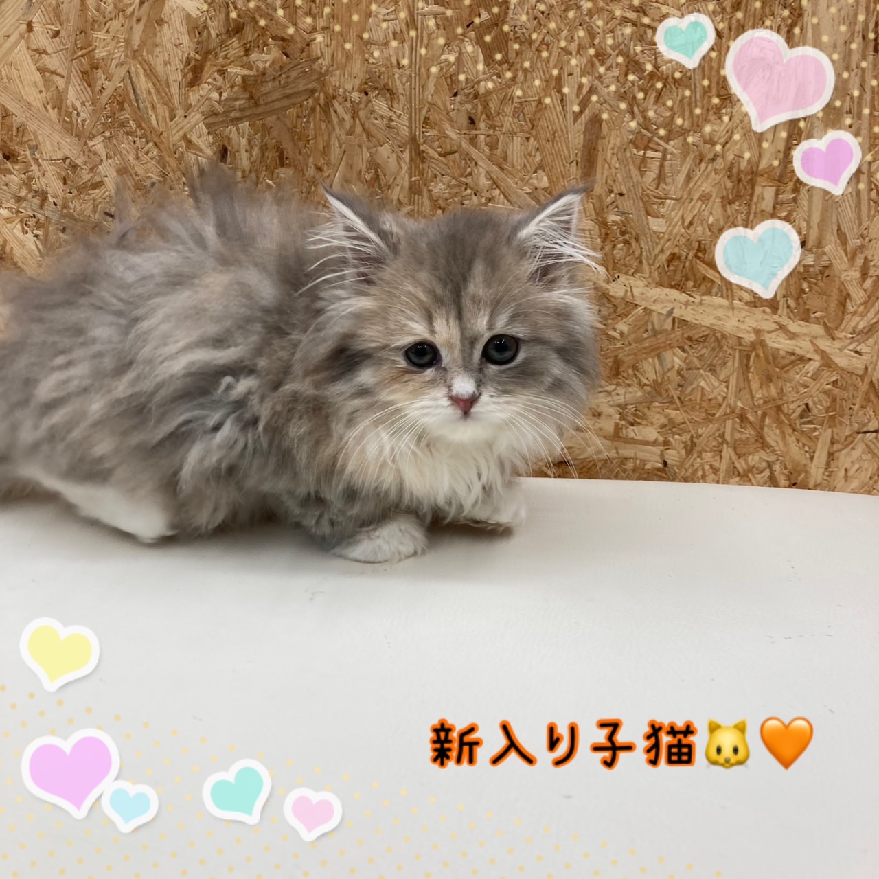 ペットショップ,子猫,ペットモデル,かわいい,ノルウェージャンフォレストキャット