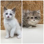 ペットショップ,子猫,ペットモデル,かわいい,ノルウェージャンフォレストキャット