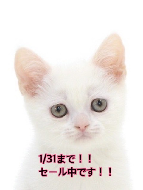 ペットショップ,子猫,ペットモデル,かわいい,スコティッシュフォールド,大決算セール