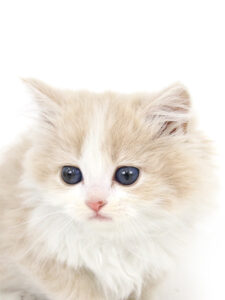 ペットショップ,子猫,ペットモデル,かわいい,ラガマフィン