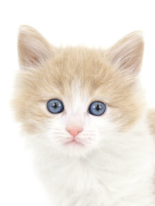ペットショップ,子猫,ペットモデル,かわいい,メインクーン