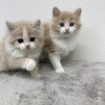 ペットショップ,子猫,ペットモデル,かわいい,メインクーン