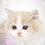 ペットショップ,子猫,ペットモデル,かわいい,ラガマフィン