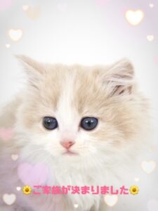 ペットショップ,子猫,ペットモデル,かわいい,ラガマフィン