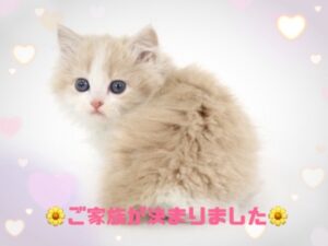 ペットショップ,子猫,ペットモデル,かわいい,ラガマフィン