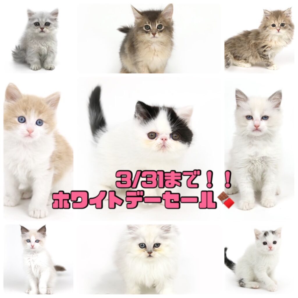 milkboy CAT EYES 猫 ネコ キャット スウェット トレーナー トレーナー  