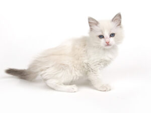 ペットショップ,子猫,ペットモデル,かわいい,ラグドール