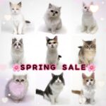 ペットショップ,子猫,ペットモデル,かわいい,ノルウェージャンフォレストキャット