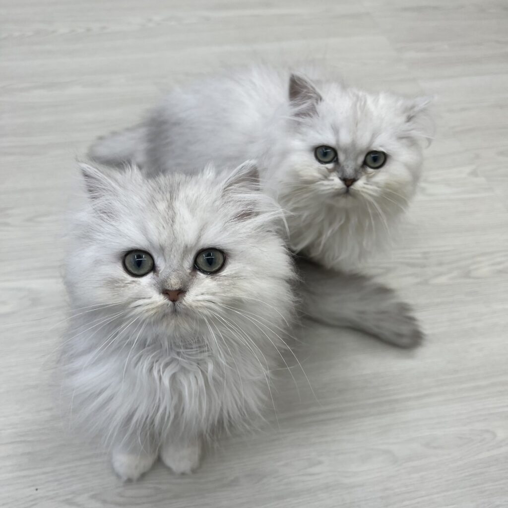 おもちゃ大好き子猫 - 子猫専門のペットショップならペットモデルを迎えられる埼玉の Cat Style キャットスタイル