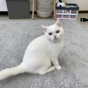 ペットショップ,子猫,ペットモデル,かわいい,スコティッシュフォールド,大決算セール