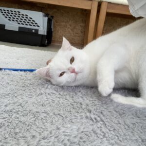 ペットショップ,子猫,ペットモデル,かわいい,スコティッシュフォールド,大決算セール