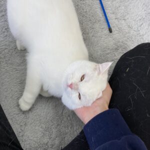 ペットショップ,子猫,ペットモデル,かわいい,スコティッシュフォールド,大決算セール