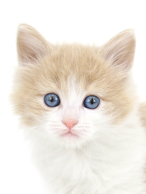 ご飯になるとはしゃぐ子猫たち - 子猫専門のペットショップならペットモデルを迎えられる埼玉の Cat Style キャットスタイル