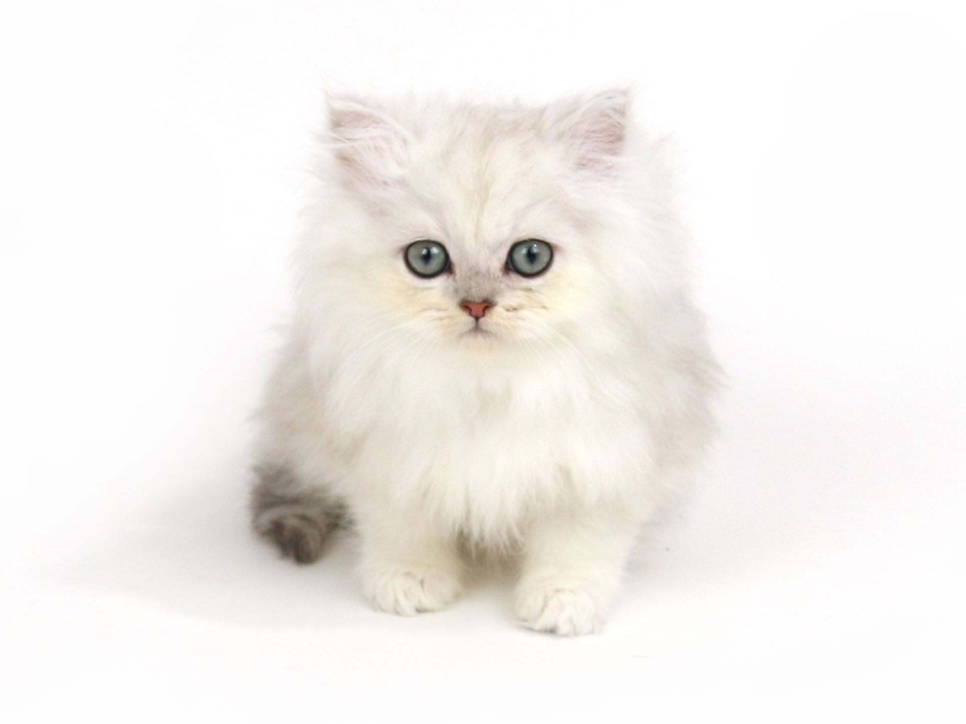 ペルシャ 子猫専門のペットショップならペットモデルを迎えられる埼玉の Cat Style キャットスタイル