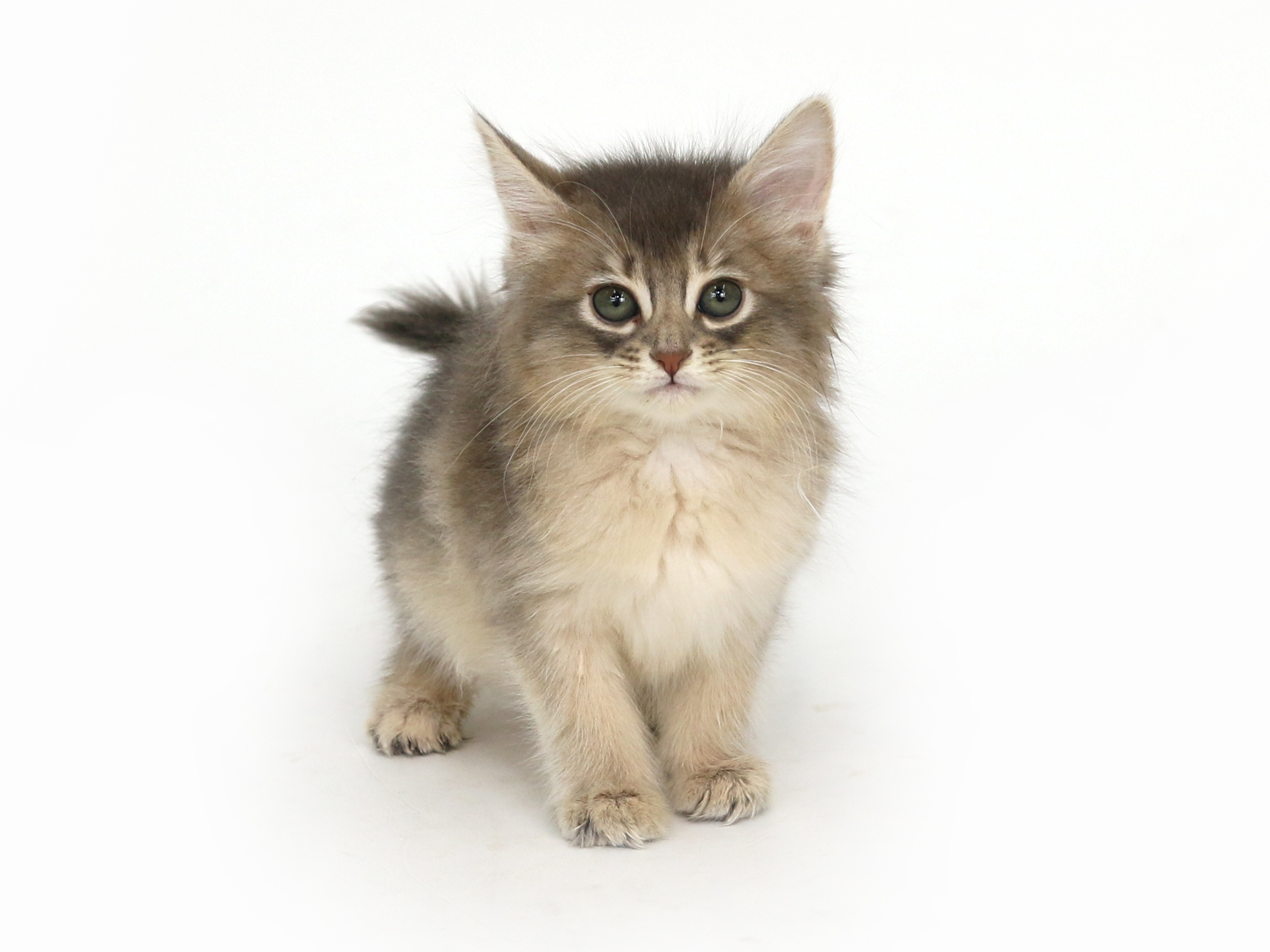 ソマリ 子猫専門のペットショップならペットモデルを迎えられる埼玉の Cat Style キャットスタイル ソマリ 子猫専門のペットショップならペットモデルを迎えられる埼玉の Cat Style キャットスタイル