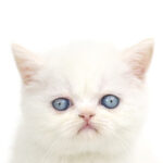 ペットショップ,子猫,ペットモデル,かわいい,エキゾチックショートヘア