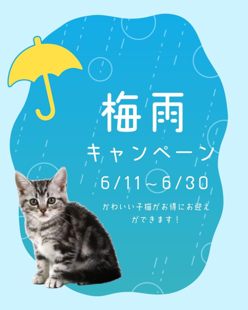 ペットショップ,子猫,ペットモデル,かわいい,アメリカンショートヘア