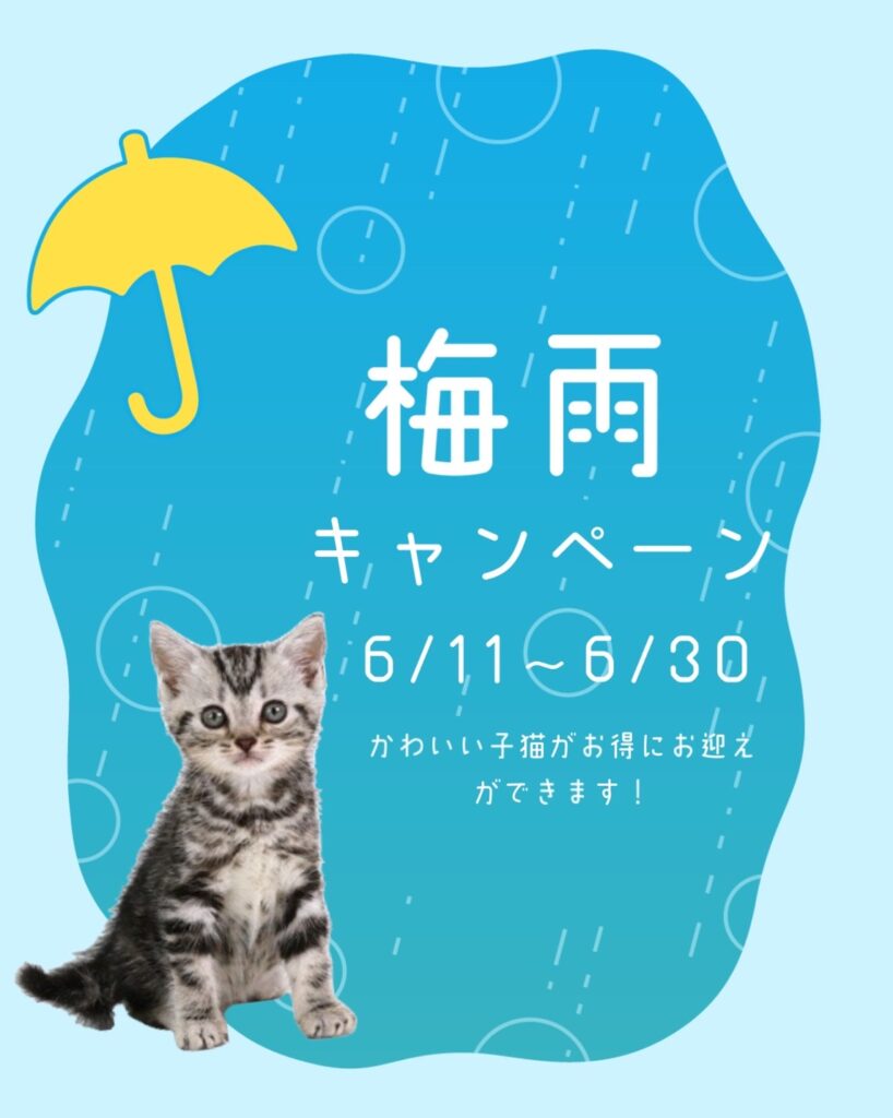 ペットショップ,子猫,ペットモデル,かわいい,アメリカンショートヘア