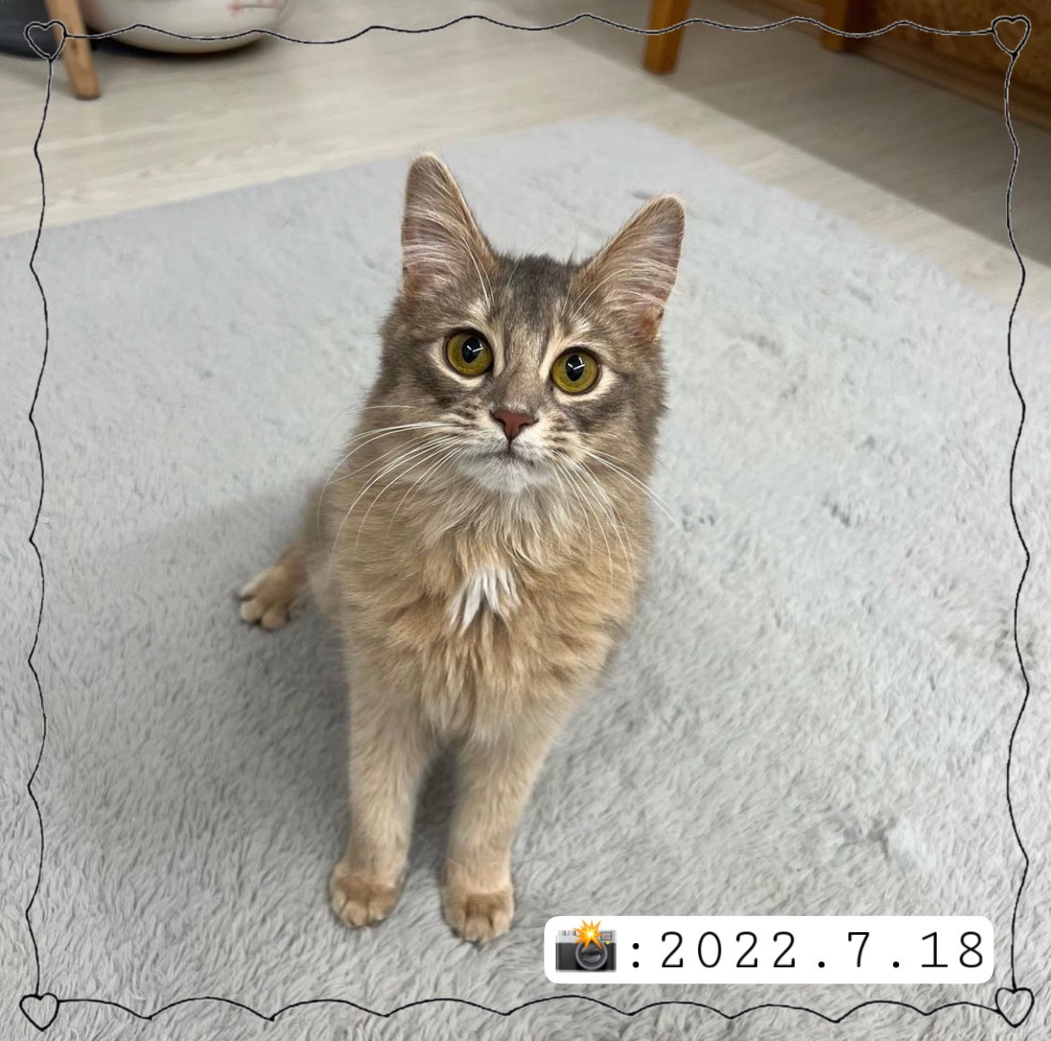 ソマリ 子猫専門のペットショップならペットモデルを迎えられる埼玉の Cat Style キャットスタイル