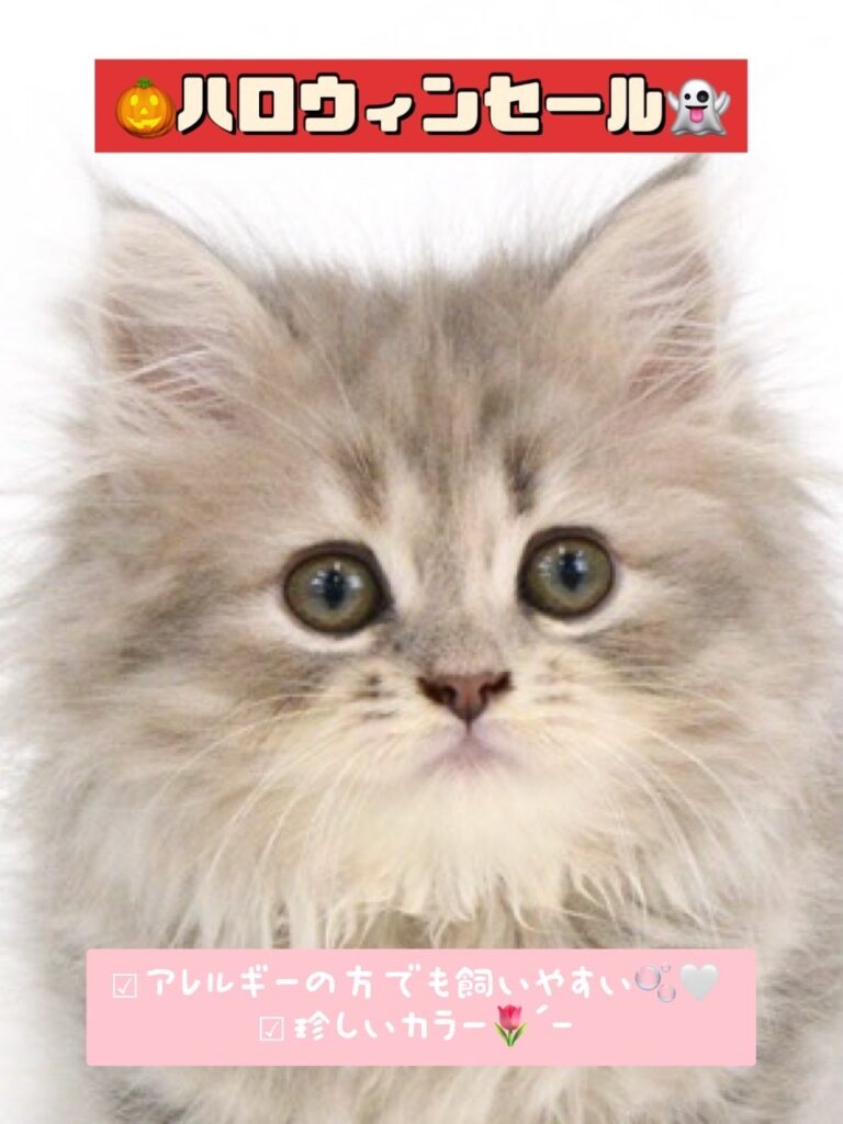 子猫,ペットショップ,動物プロダクション,ペットモデル,モデル猫,タレント猫,サイベリアン