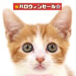 ペットショップ,子猫,ペットモデル,かわいい,スコティッシュフォールド,大決算セール