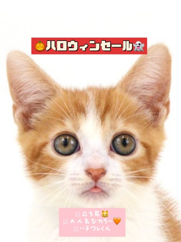ペットショップ,子猫,ペットモデル,かわいい,スコティッシュフォールド,大決算セール