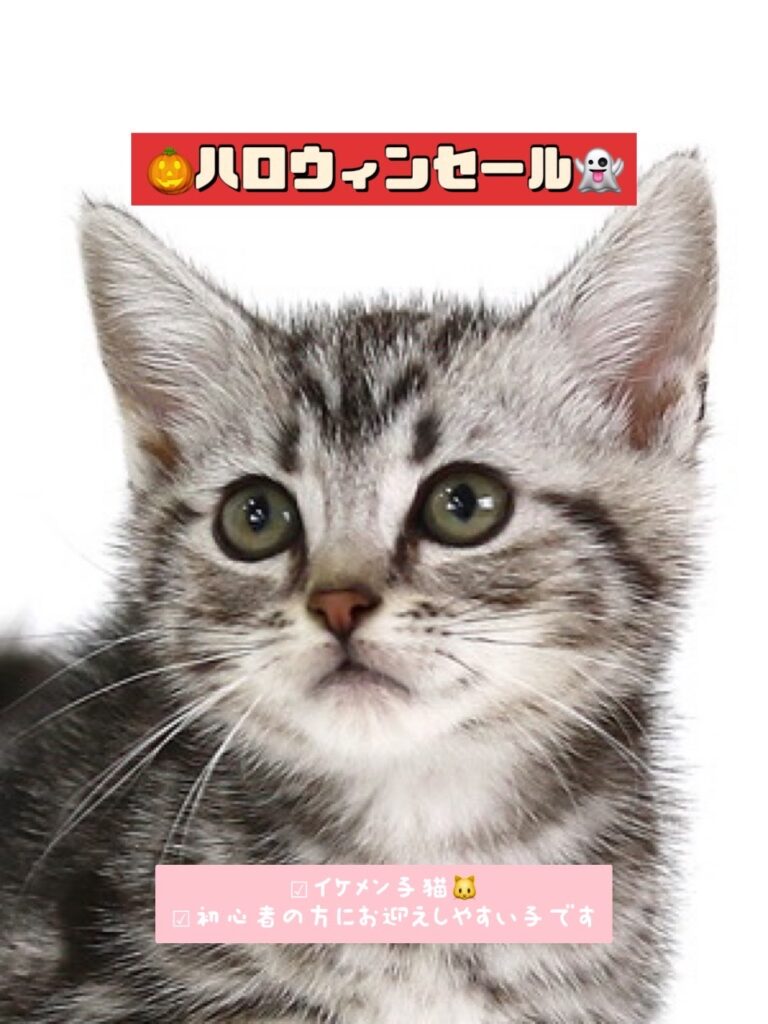 ペットショップ,子猫,ペットモデル,かわいい,アメリカンショートヘア