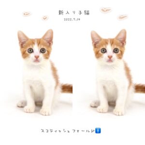 ペットショップ,子猫,ペットモデル,かわいい,スコティッシュフォールド,大決算セール