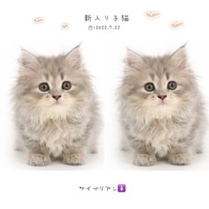 子猫,ペットショップ,動物プロダクション,ペットモデル,モデル猫,タレント猫,サイベリアン