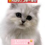 ペルシャペットショップ、ペットモデル