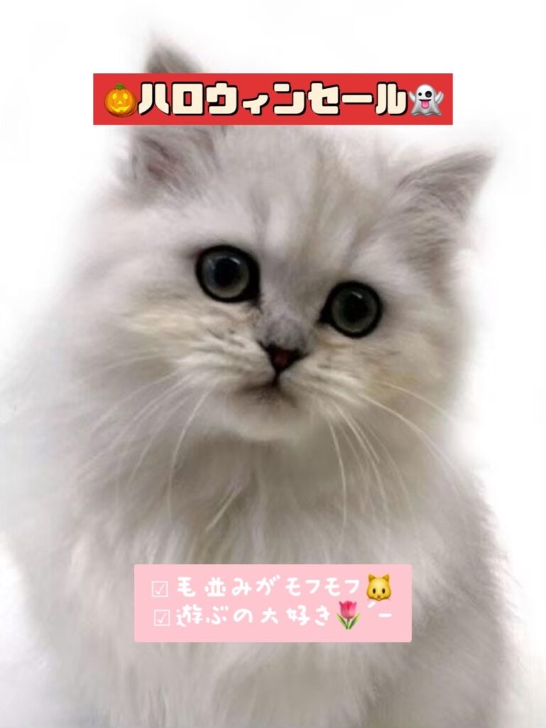 ペルシャペットショップ、ペットモデル