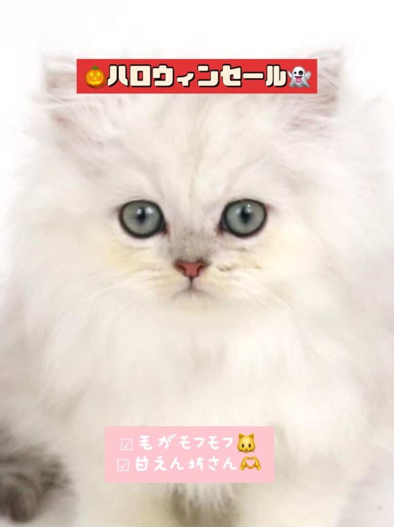 ペルシャペットショップ、ペットモデル