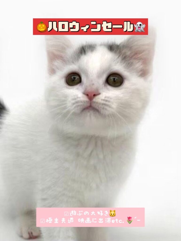 スコティッシュフォールド、ペットモデル、ペットショップ