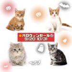 子猫,ペットショップ,動物プロダクション,ペットモデル,モデル猫,タレント猫,サイベリアン